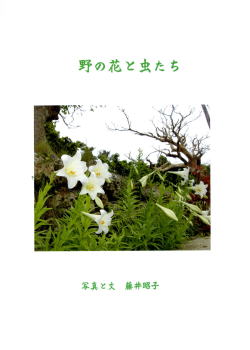 野の花と虫たち（藤井昭子）